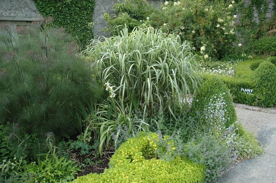 Miscanthus sinensis 'Variegatus' 9 x 9 cm Topf 0,5 Liter 