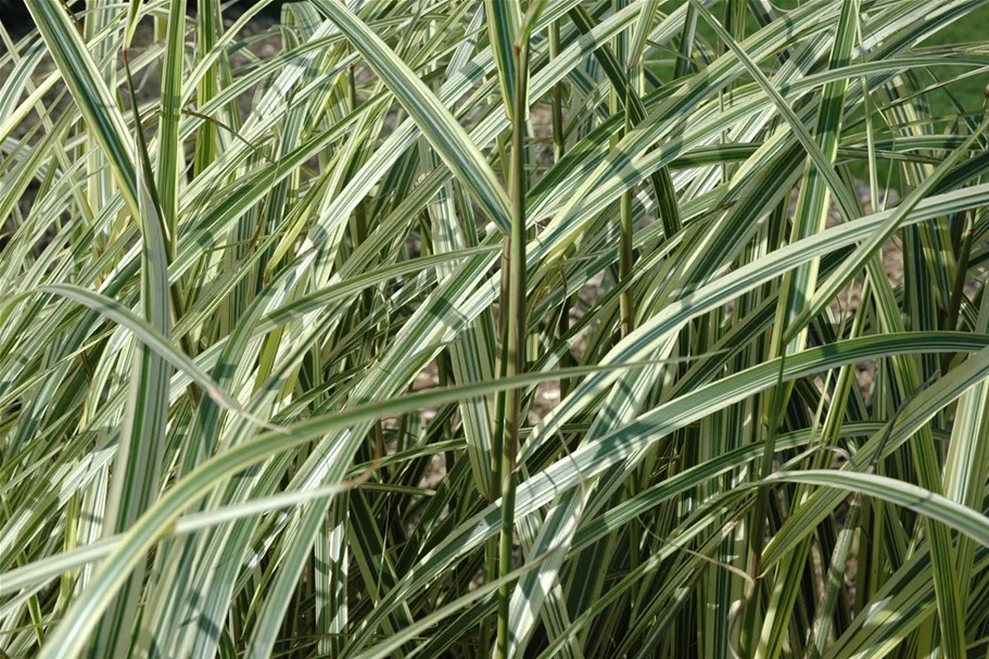 Miscanthus sinensis 'Variegatus' 9 x 9 cm Topf 0,5 Liter 