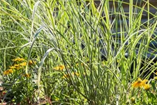 Miscanthus sinensis 'Variegatus' 9 x 9 cm Topf 0,5 Liter 