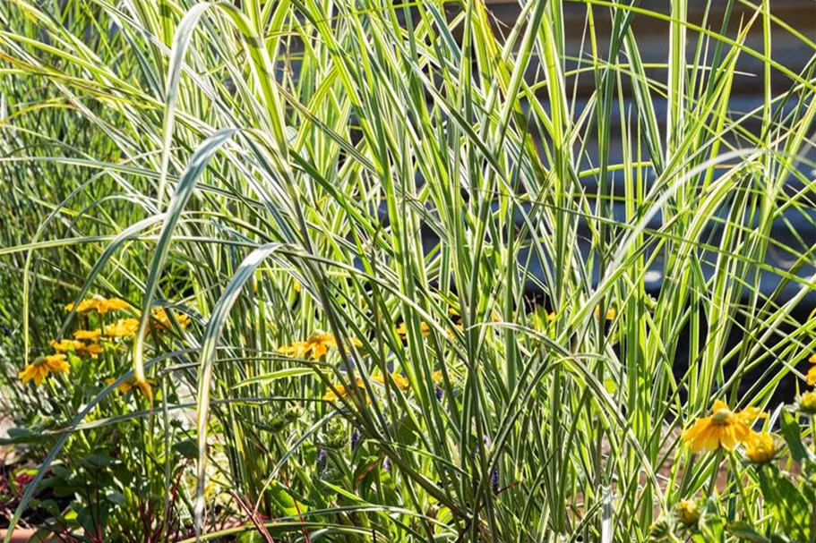 Miscanthus sinensis 'Variegatus' 9 x 9 cm Topf 0,5 Liter 