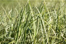 Miscanthus sinensis 'Variegatus' 9 x 9 cm Topf 0,5 Liter 