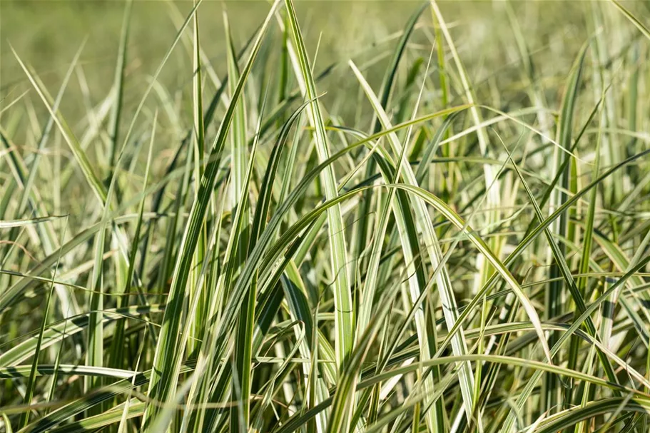 Miscanthus sinensis 'Variegatus' 9 x 9 cm Topf 0,5 Liter 