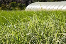 Miscanthus sinensis 'Variegatus' 9 x 9 cm Topf 0,5 Liter 