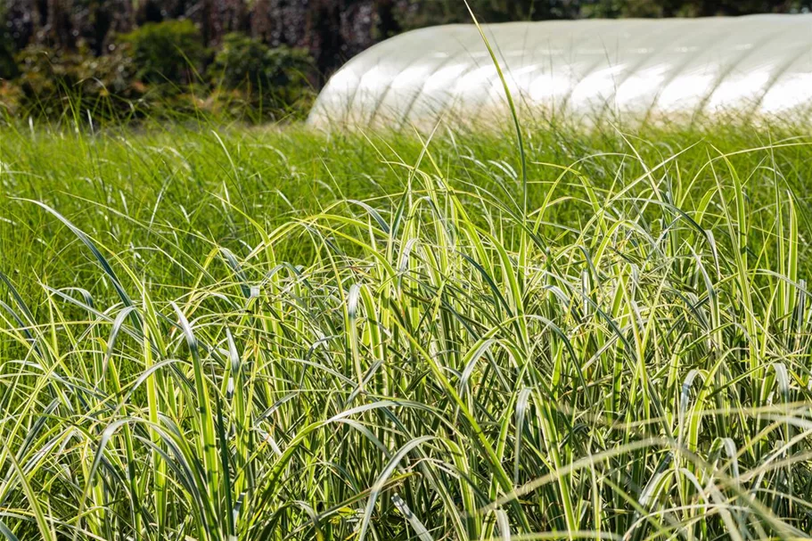 Miscanthus sinensis 'Variegatus' 9 x 9 cm Topf 0,5 Liter 