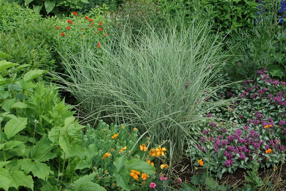 Miscanthus sinensis 'Variegatus' 9 x 9 cm Topf 0,5 Liter 