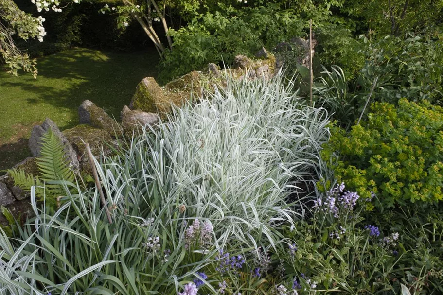 Miscanthus sinensis 'Variegatus' 9 x 9 cm Topf 0,5 Liter 