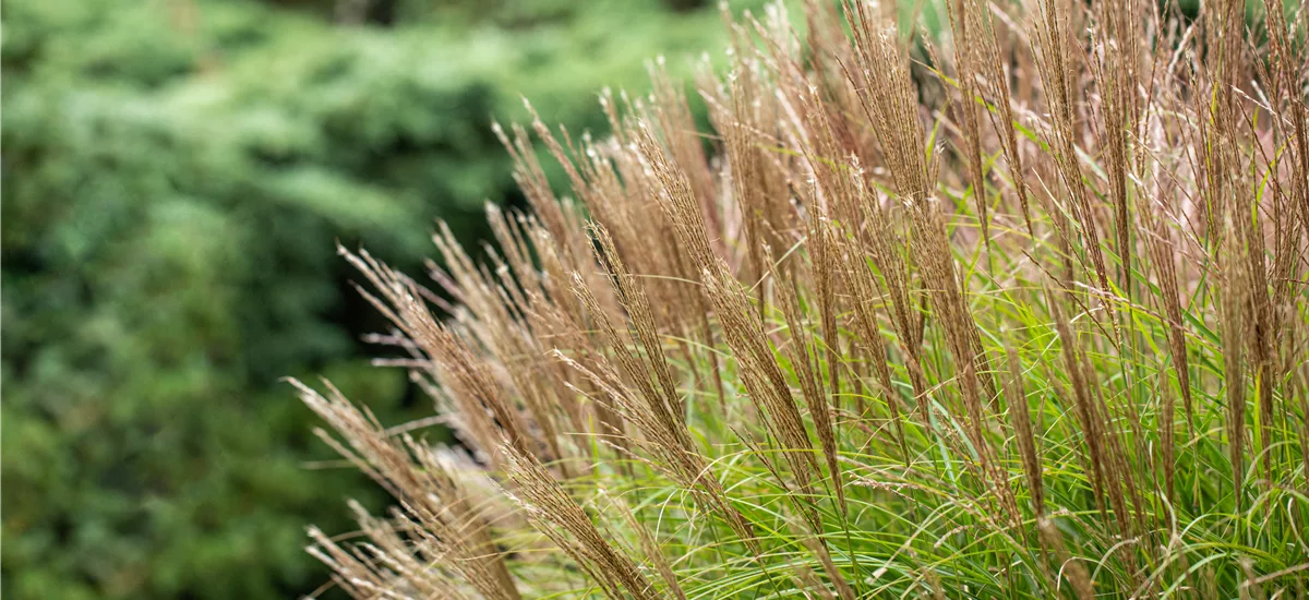 Miscanthus sinensis 'Yakushima Dwarf' 1 Liter Topf 