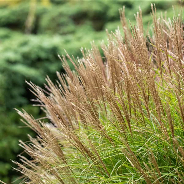 Miscanthus sinensis 'Yakushima Dwarf'