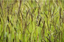 Molinia caerulea 'Rotschopf' 1 Liter Topf 