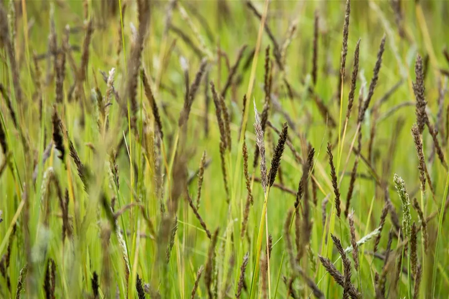 Molinia caerulea 'Rotschopf' 1 Liter Topf 