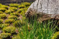 Molinia caerulea 'Rotschopf' 1 Liter Topf 