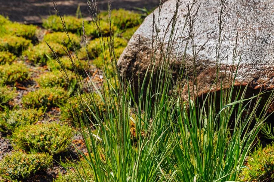 Molinia caerulea 'Rotschopf' 1 Liter Topf 