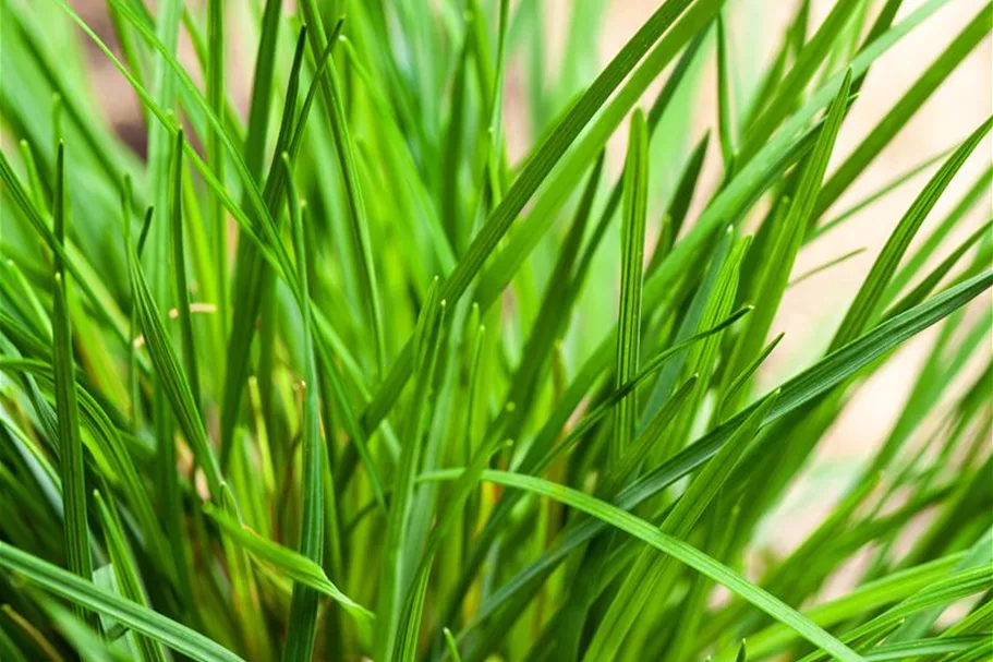 Molinia caerulea 'Rotschopf' 1 Liter Topf 