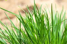 Molinia caerulea 'Rotschopf' 1 Liter Topf 