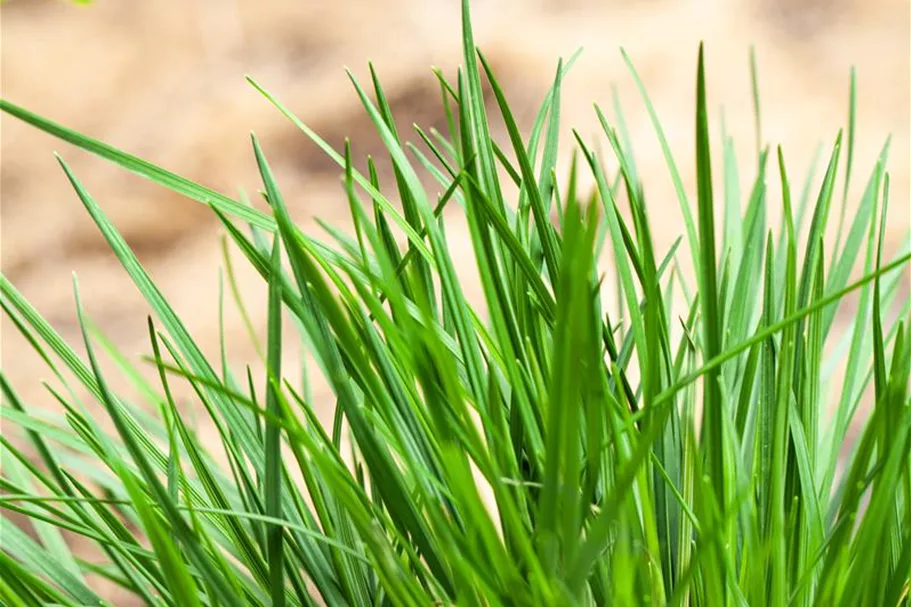 Molinia caerulea 'Rotschopf' 1 Liter Topf 