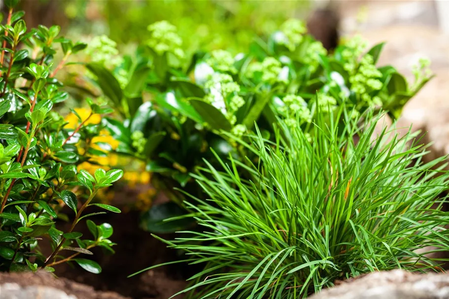 Molinia caerulea 'Rotschopf' 1 Liter Topf 