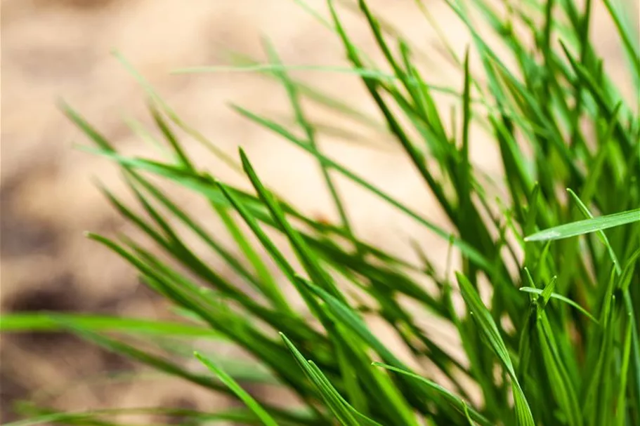 Molinia caerulea 'Rotschopf' 1 Liter Topf 