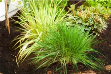 Molinia caerulea 'Rotschopf' 1 Liter Topf 