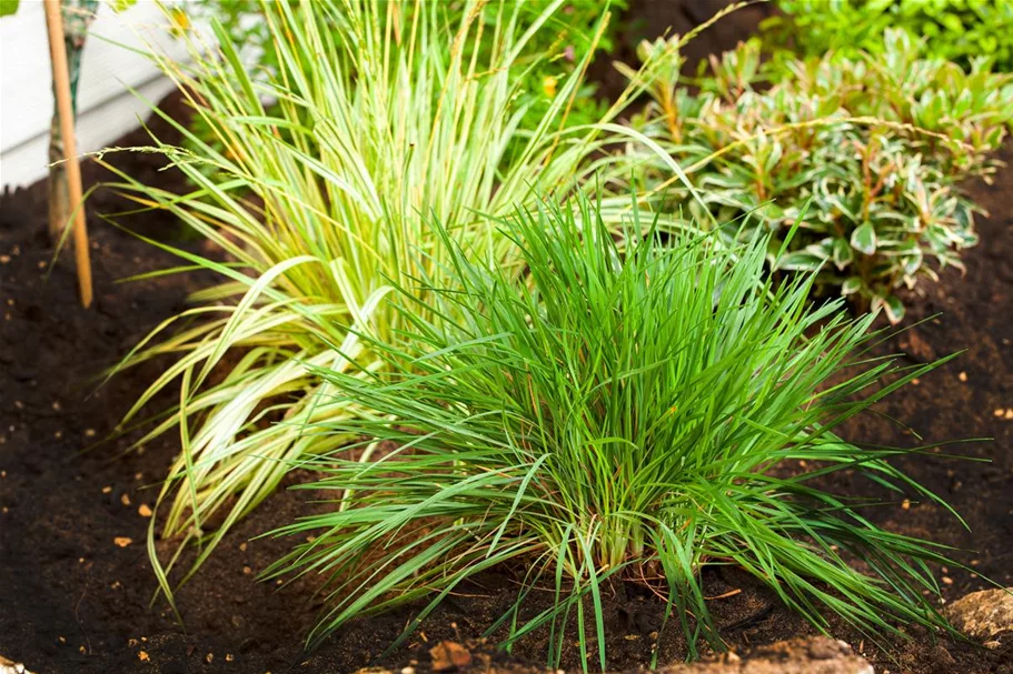 Molinia caerulea 'Rotschopf' 1 Liter Topf 