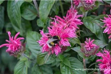 Monarda fistulosa 'Cranberry Lace' -R- 9 x 9 cm Topf 0,5 Liter 