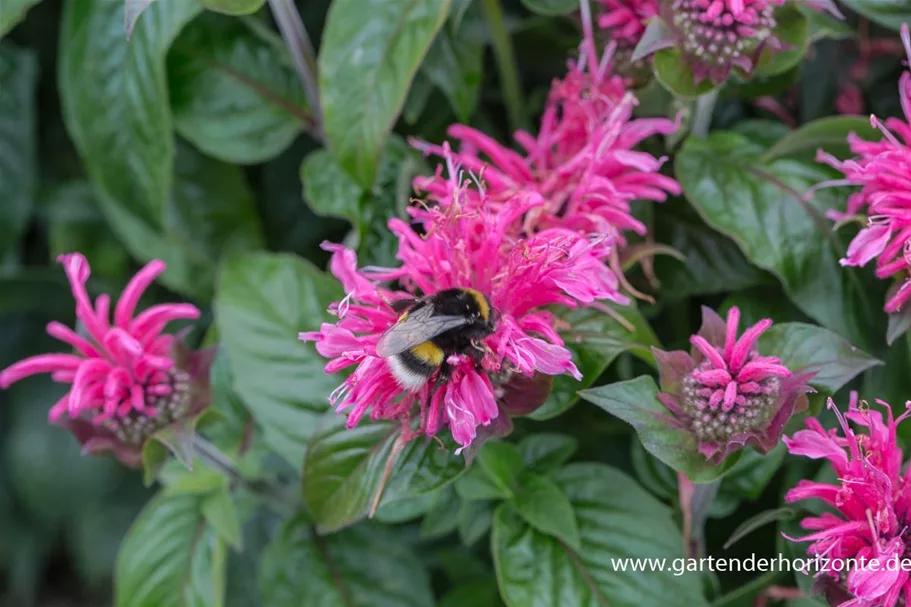 Monarda fistulosa 'Cranberry Lace' -R- 9 x 9 cm Topf 0,5 Liter 