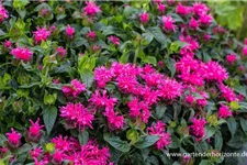 Monarda fistulosa 'Cranberry Lace' -R- 9 x 9 cm Topf 0,5 Liter 