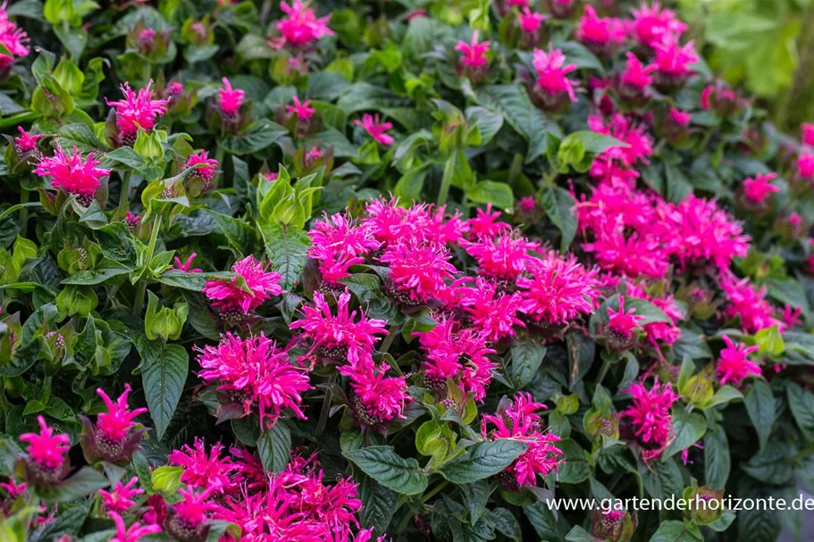 Monarda fistulosa 'Cranberry Lace' -R- 9 x 9 cm Topf 0,5 Liter 