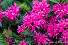 Monarda fistulosa 'Cranberry Lace' -R- 9 x 9 cm Topf 0,5 Liter 