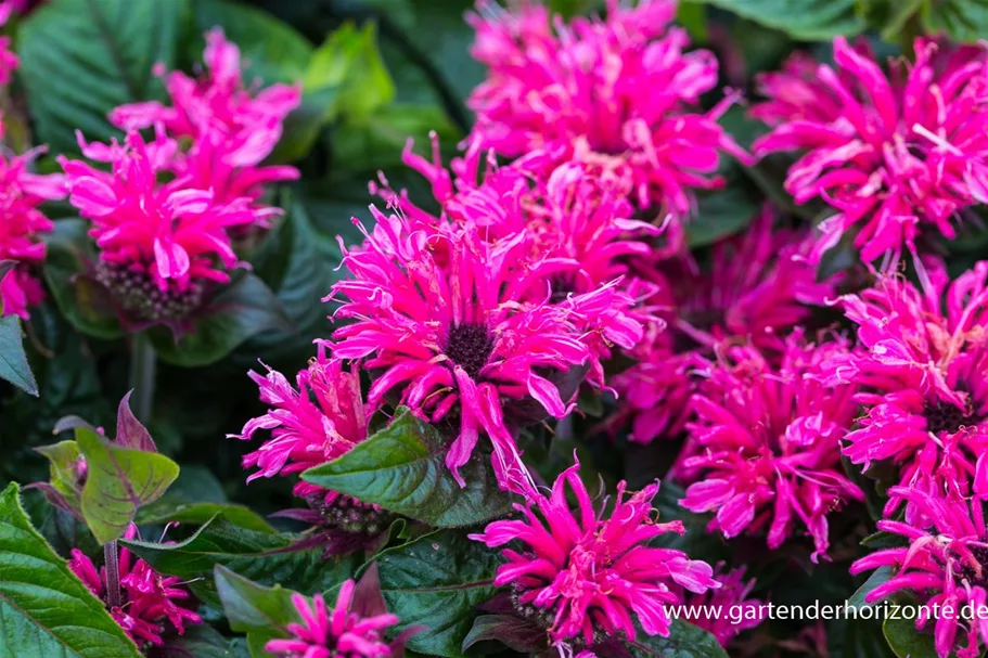 Monarda fistulosa 'Cranberry Lace' -R- 9 x 9 cm Topf 0,5 Liter 