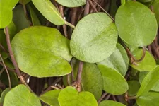 Muehlenbeckia axillaris 9 x 9 cm Topf 0,5 Liter 