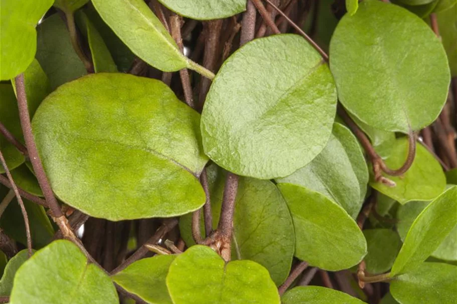 Muehlenbeckia axillaris 9 x 9 cm Topf 0,5 Liter 