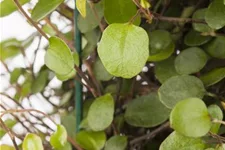 Muehlenbeckia axillaris 9 x 9 cm Topf 0,5 Liter 