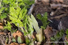 Myrrhis odorata 9 x 9 cm Topf 0,5 Liter 