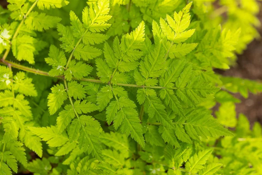 Myrrhis odorata 9 x 9 cm Topf 0,5 Liter 