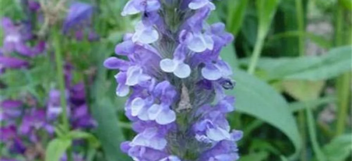 Nepeta nervosa 'Blue Moon' 9 x 9 cm Topf 0,5 Liter 