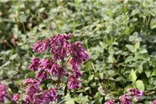 Origanum amanum 'Bristol Cross' 9 x 9 cm Topf 0,5 Liter 