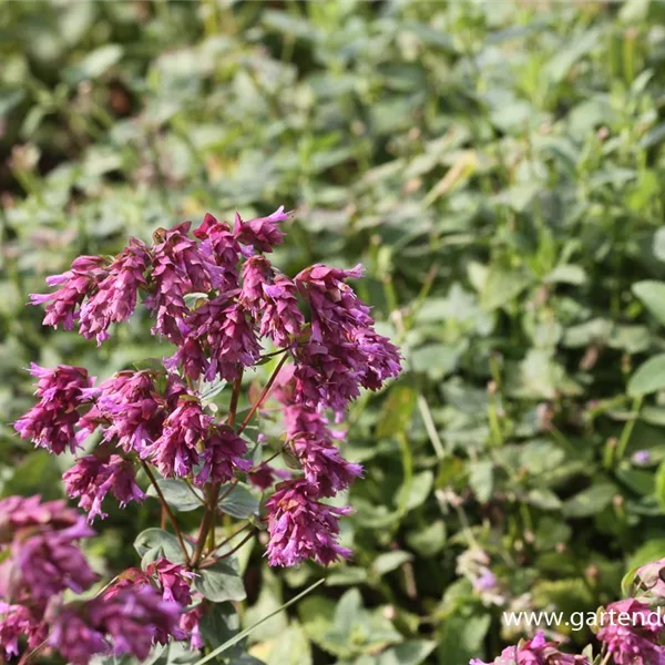 Origanum amanum 'Bristol Cross'