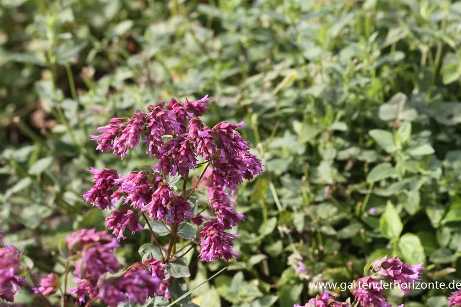 Origanum amanum 'Bristol Cross' 9 x 9 cm Topf 0,5 Liter 