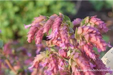 Origanum amanum 'Bristol Cross' 9 x 9 cm Topf 0,5 Liter 