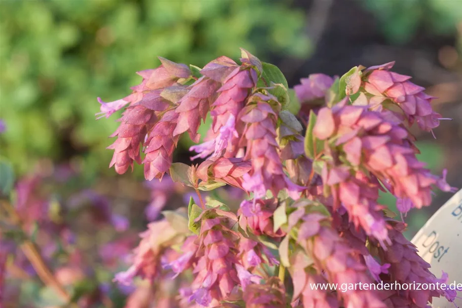 Origanum amanum 'Bristol Cross' 9 x 9 cm Topf 0,5 Liter 