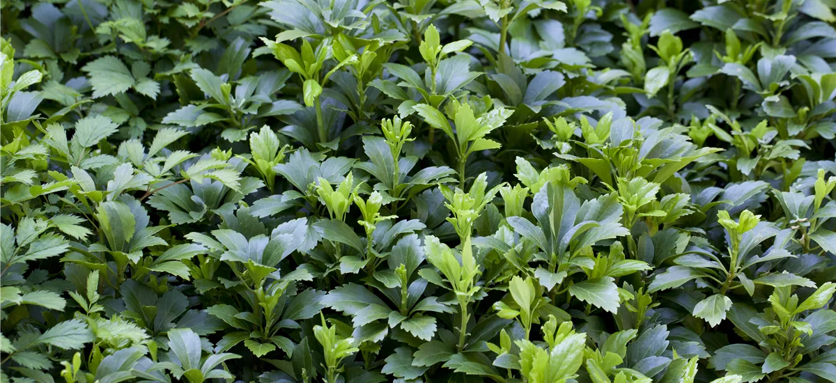 Pachysandra terminalis 'Green Carpet' -R- 9 x 9 cm Topf 0,5 Liter 