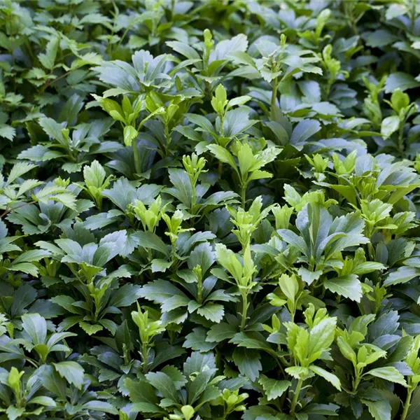 Pachysandra terminalis 'Green Carpet' -R-