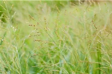 Panicum virgatum 'Dallas Blues' 9 x 9 cm Topf 0,5 Liter 