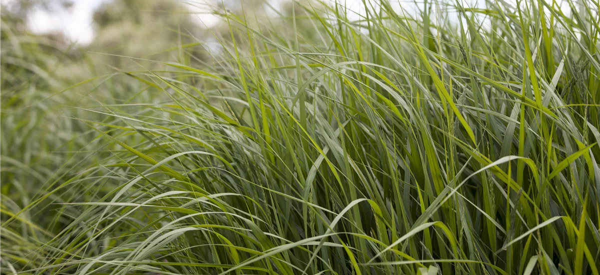 Panicum virgatum 'Strictum' 9 x 9 cm Topf 0,5 Liter 