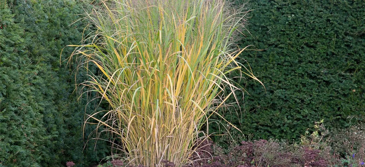 Panicum virgatum 'Thundercloud' -R- 9 x 9 cm Topf 0,5 Liter 