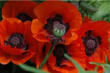 Papaver orientale 'Brillant' 9 x 9 cm Topf 0,5 Liter 