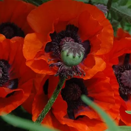 Papaver orientale 'Brillant'