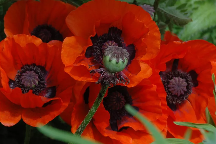 Papaver orientale 'Brillant' 9 x 9 cm Topf 0,5 Liter 