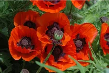 Papaver orientale 'Brillant' 9 x 9 cm Topf 0,5 Liter 