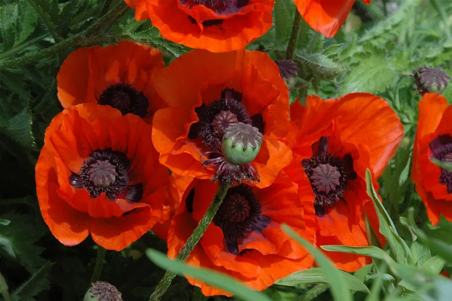 Papaver orientale 'Brillant' 9 x 9 cm Topf 0,5 Liter 